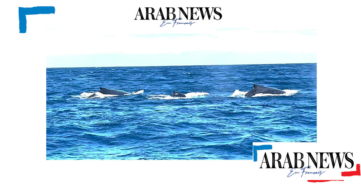 Sur l'île de La Réunion, une saison des baleines « exceptionnelle